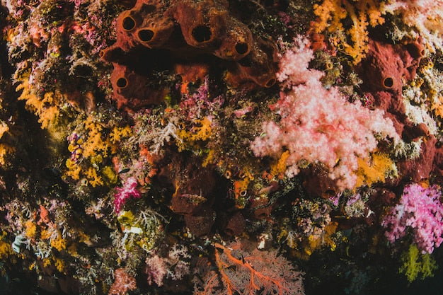Coral wallpaper sample