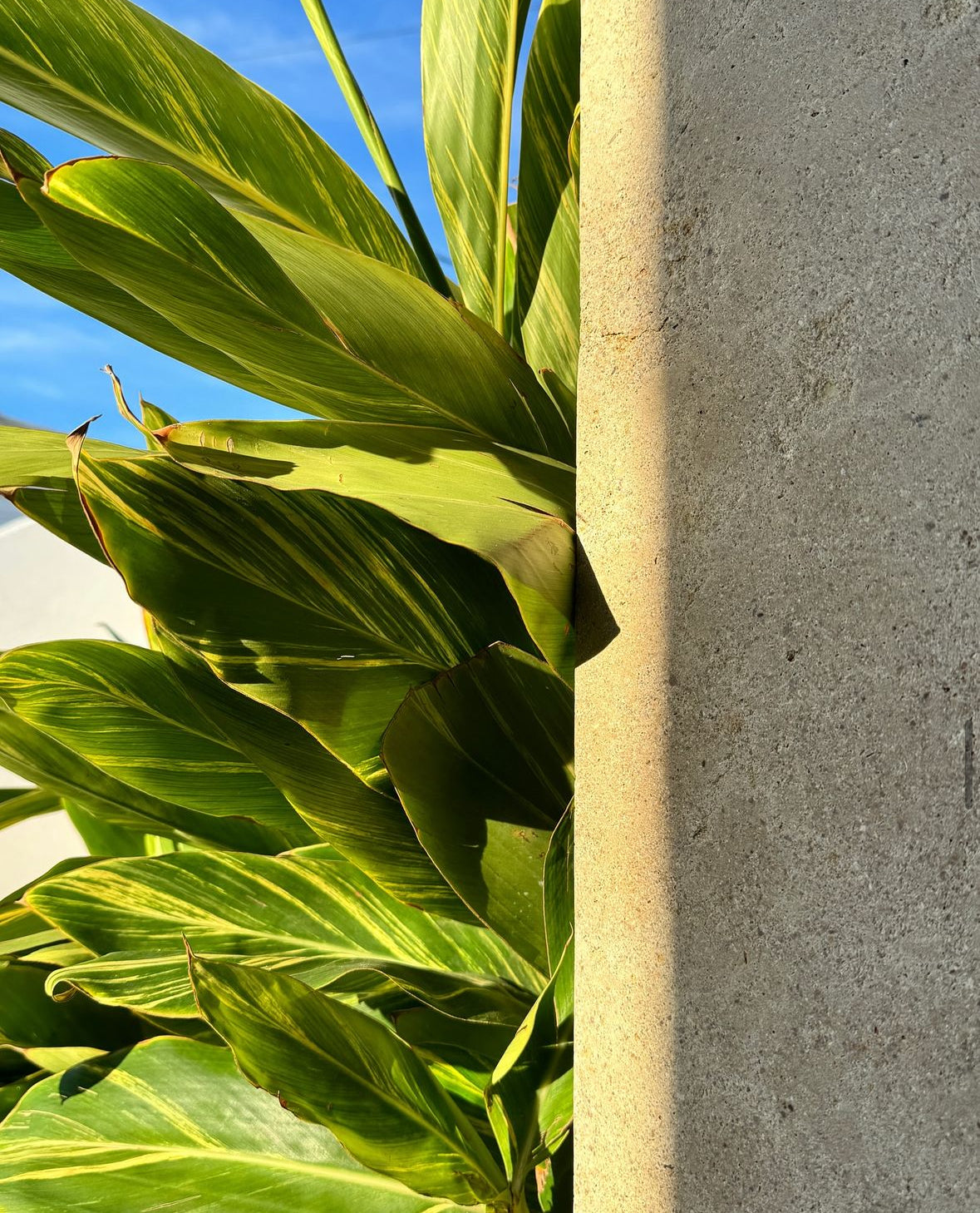 Sierra Brushed Limestone