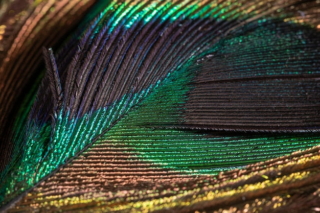 Peacock feather wallpaper sample
